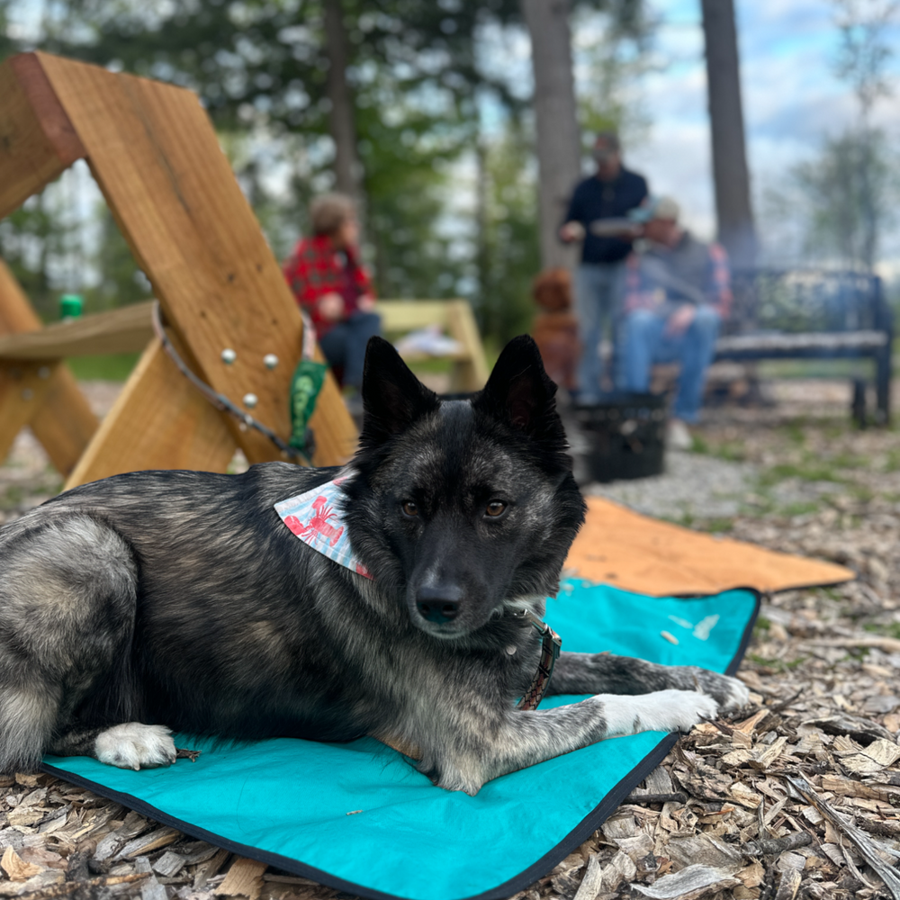 Ultralight Portable Dog Settle Mat: Water-Resistant, USA-Made Place Training Mat