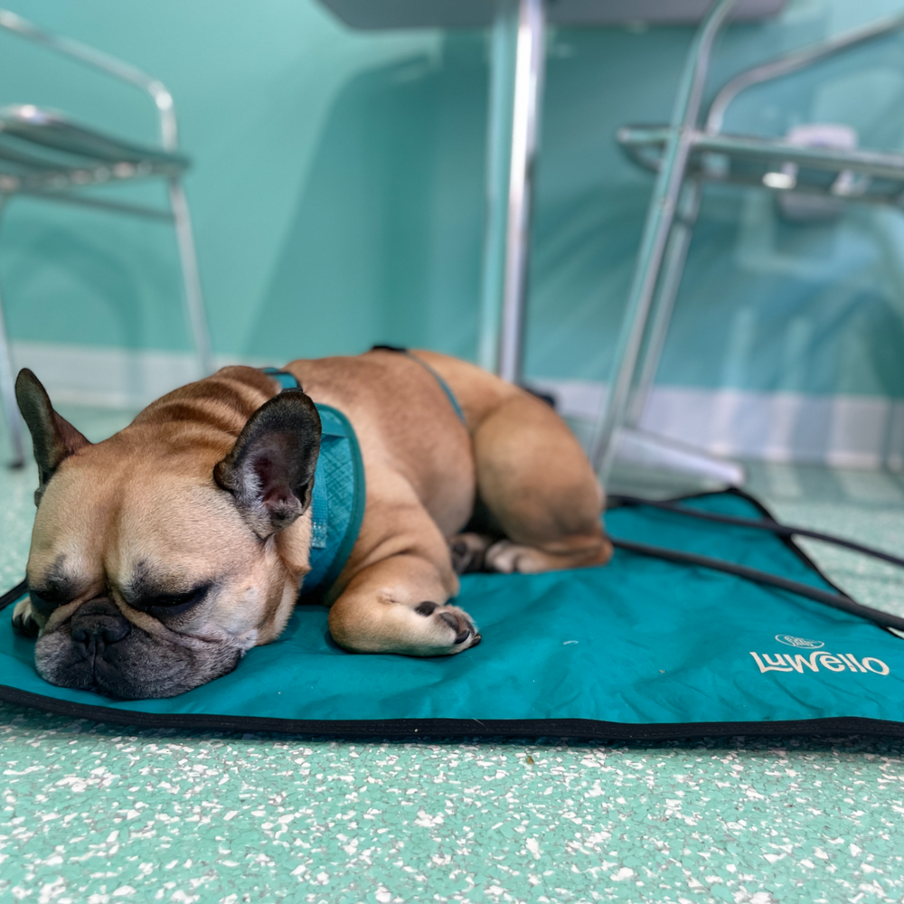 Ultralight Portable Dog Settle Mat: Water-Resistant, USA-Made Place Training Mat