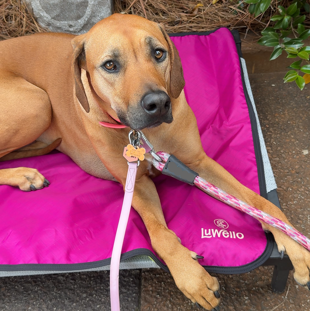 Ultralight Portable Dog Settle Mat: Water-Resistant, USA-Made Place Training Mat